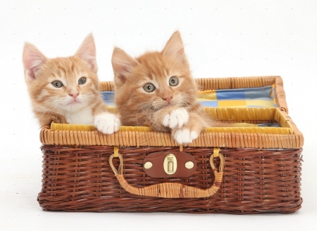 kittens playing in a wicker basket case