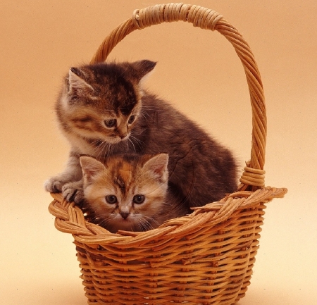 cute kittens in a basket - cats, animals, cute, kittens, basket