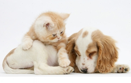 cute kitten and puppy - kitten, cute, cats, puppy, animals