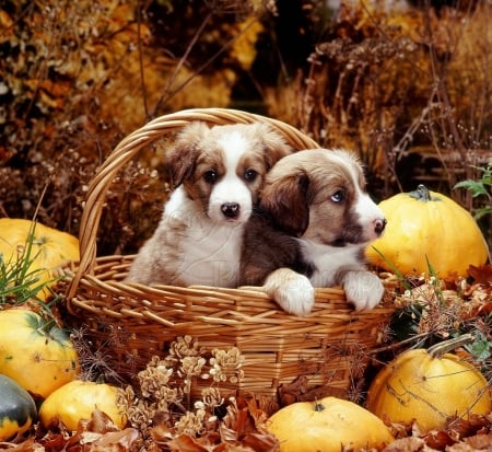 pups in basket with squashes