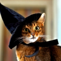 Cute Halloweeen Cat