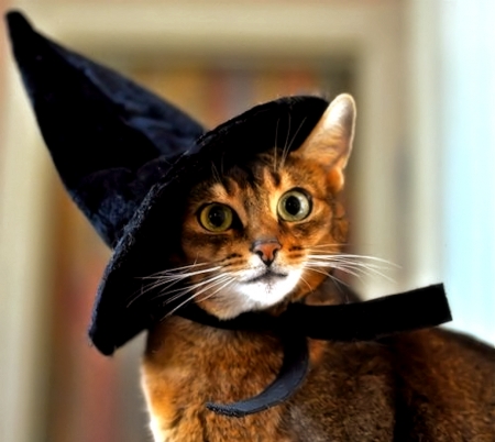 Cute Halloweeen Cat - cat, halloween, animal, cute