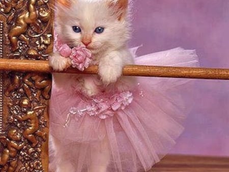 Princess in Pink - cat, animal, pink, kitten