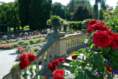 Rose Garden - roses, trees, blossoms, stairs, park