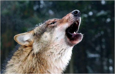 Nature's Song - wolf, wolfpack, predator, howling