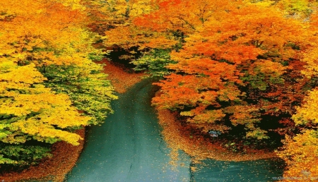 road-from-sky-autumn - trees, Autumn, Fall, road, gold, forest, orange, leaves, seasons