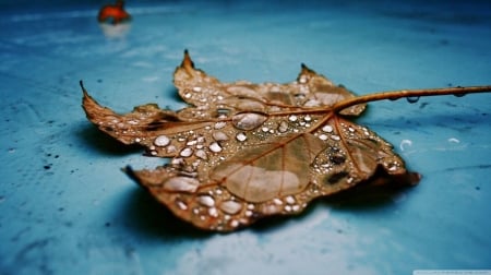 Wet maple leaf - raindrops, drops, HD, dewdrops, leaves, fall, nature, dew, autumn, rain, leaf, wallpaper