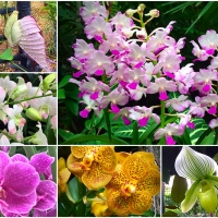 Orchids of Singapore