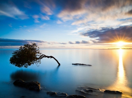 Bended Tree at Sunset - reflection, clouds, tree, sunset, sea, nature