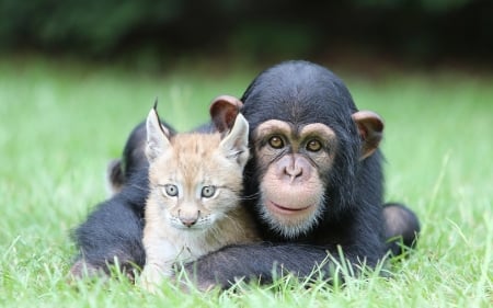 Friends - primate, chimpanzee, cat, animal, kitten, friend