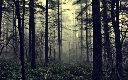 misty forest - tree, forest, grass, misty