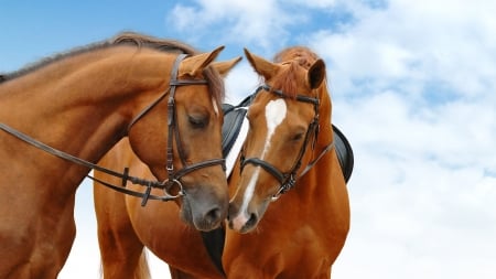 Horses in love - run, animal, love, horse