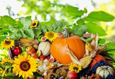 Fall Season - sunflowers, apples, pumpkins, artwork, chestnuts, corn cobs, still life