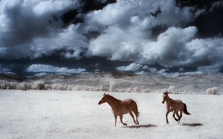 Horses in winter - horse, animal, winter, snow3