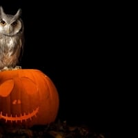 Owl on pumpkin