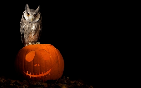 Owl on pumpkin - owl, black, animal, fruit, halloween, pumpkin