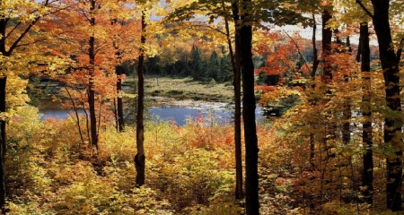 Beauty of Autumn - nature, lake, autumn, fall leaves