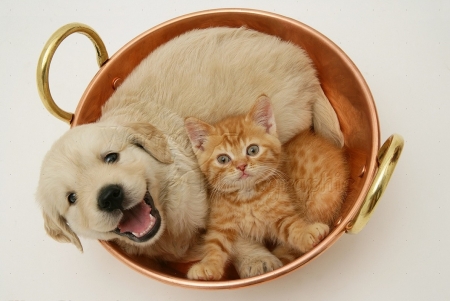 Retriever pup and ginger kitten in a cooper pan