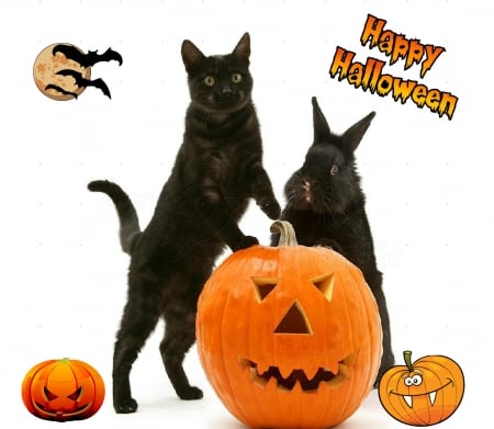 Happy Halloween - black, collage, cats, Halloween, pumpkin, bunny, animals