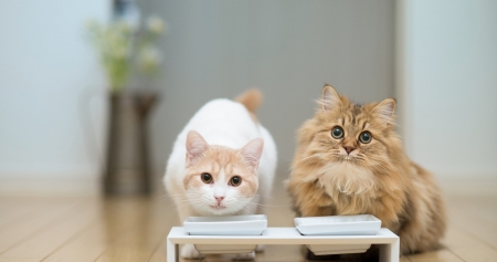 White and Ginger Kittens Eating - ginger, friendship, sweet, white, kittens, bowl, two, eating, cats, animals