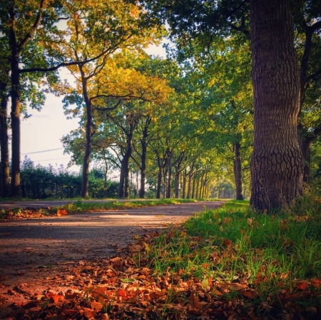 Autumn in Holland - fall, trees, nature, autumn, road, Autumn in Holland, autumn leaves, forest