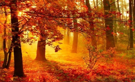 Fall Light - Forest, Beautiful, Nature, Fall