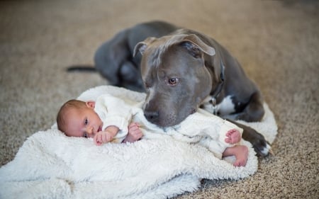 sweet loving pit bull watching over baby - baby, dog, floor, blanket