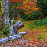 Colorful and bright autumn forest