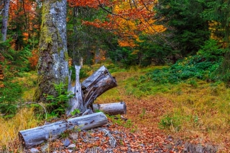 Colorful and bright autumn forest