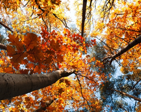 view to the top - nature, view, trees, fall season