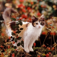 Cat among autumn berries