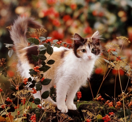 Cat among autumn berries - autumn, berries, cat, animals