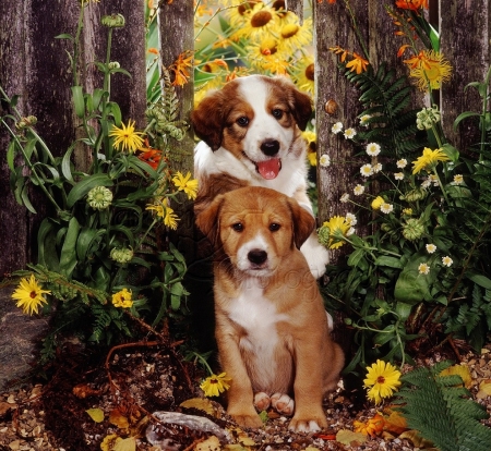 Collie pups in a garden flowers