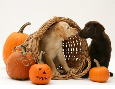 Retriever pups at Halloween - dogs, halloween, pumpkins, animals