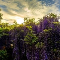 Ashikaga Flower Park