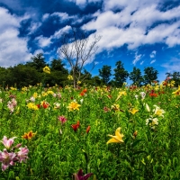 Flower Field