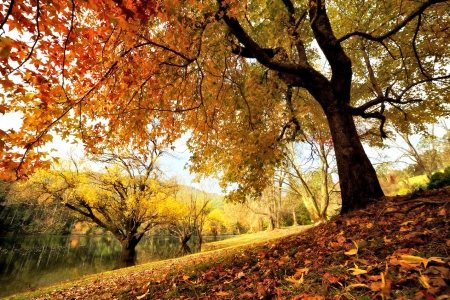 Tree by the Lake - lake, tree, nature, autumn