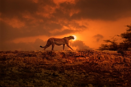 wildcat - wildcat, sunset, nature, animals