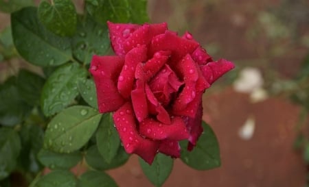 Red Rose - Rose, Red, Nature, Flowers, Beautiful