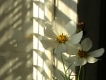 White Flowers