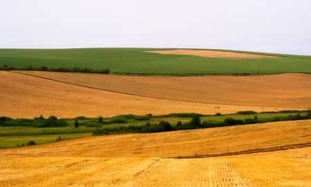 Wonderful our planet - yellow, fields, nature, gree