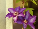 Purple  Flower