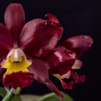 Cattleya Landate Orchids