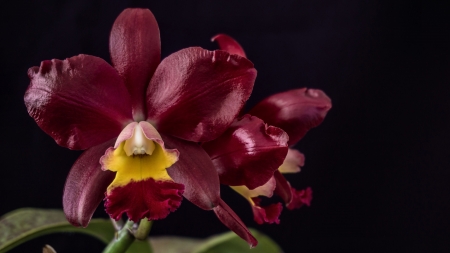 Cattleya Landate Orchids - Orchid, beautiful, photography, beauty, romance, photo, love, flower, wide screen, floral