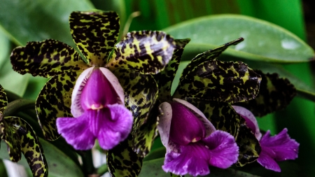 Cattleya Peckhaviensis Orchids - love, wide screen, beauty, orchid, photography, floral, beautiful, romance, photo, flower