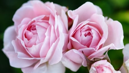 Pink Roses  - beautiful, photography, beauty, romance, photo, love, flower, wide screen, rose, floral