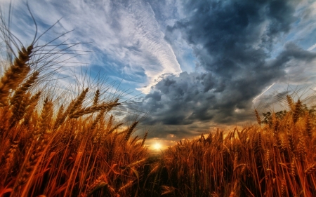 Sunset over wheat field - nature, sky, sunset, clouds