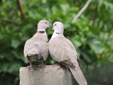 love birds - himanshu, britney, paradise, hemant