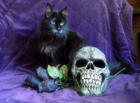 Halloween in Purple - skull, black roses, black cat, roses, animals, still life, halloween, love four seasons, purple, cats