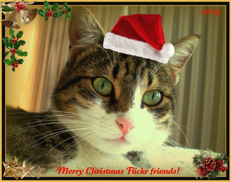 Merry Christmas - christmas, Santa, card, cat